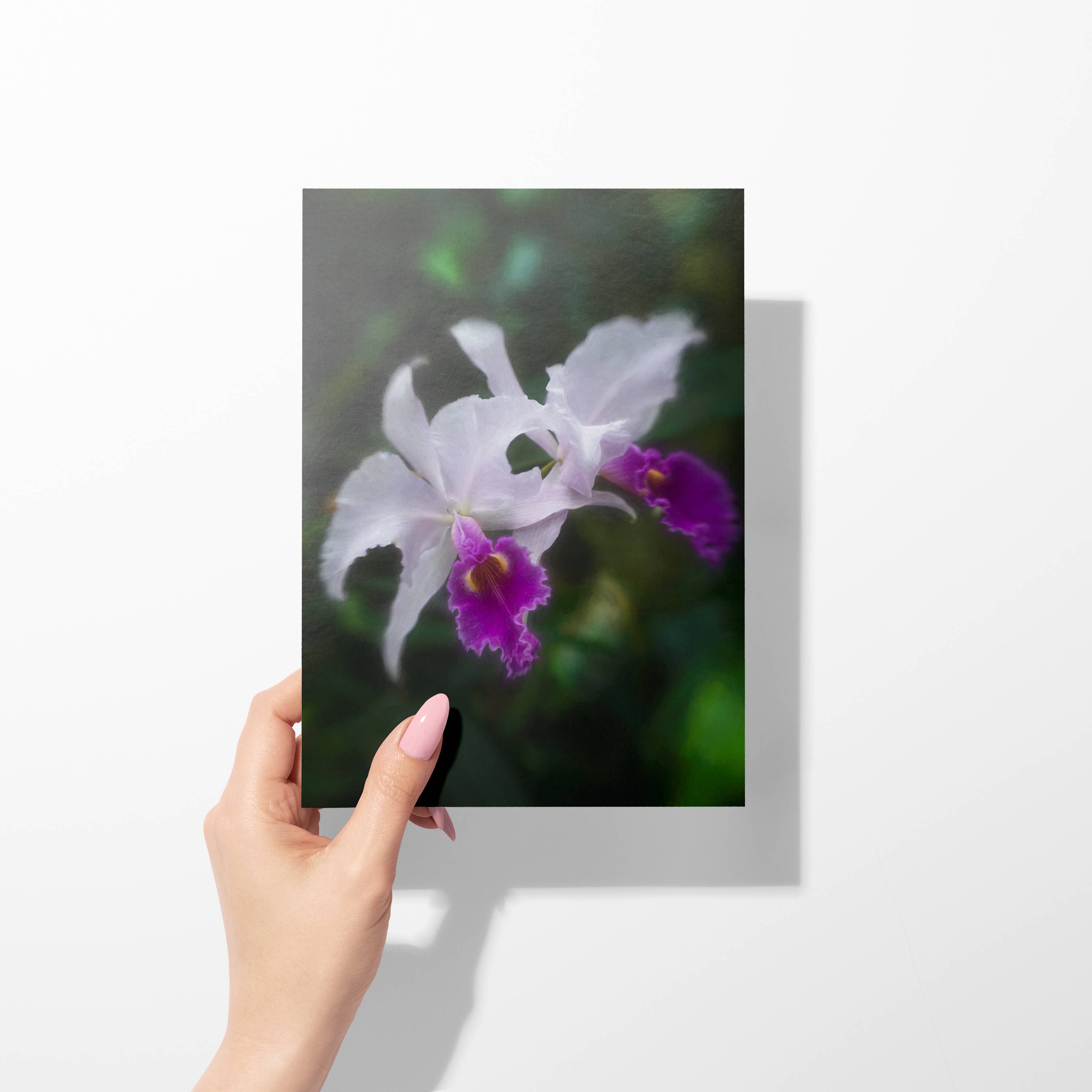 Sheryl’s Virtual Garden - Wholesale Everyday Greeting Card - Cattleya Duet Single 5x7 White & Purple Orchid Greeting Card1