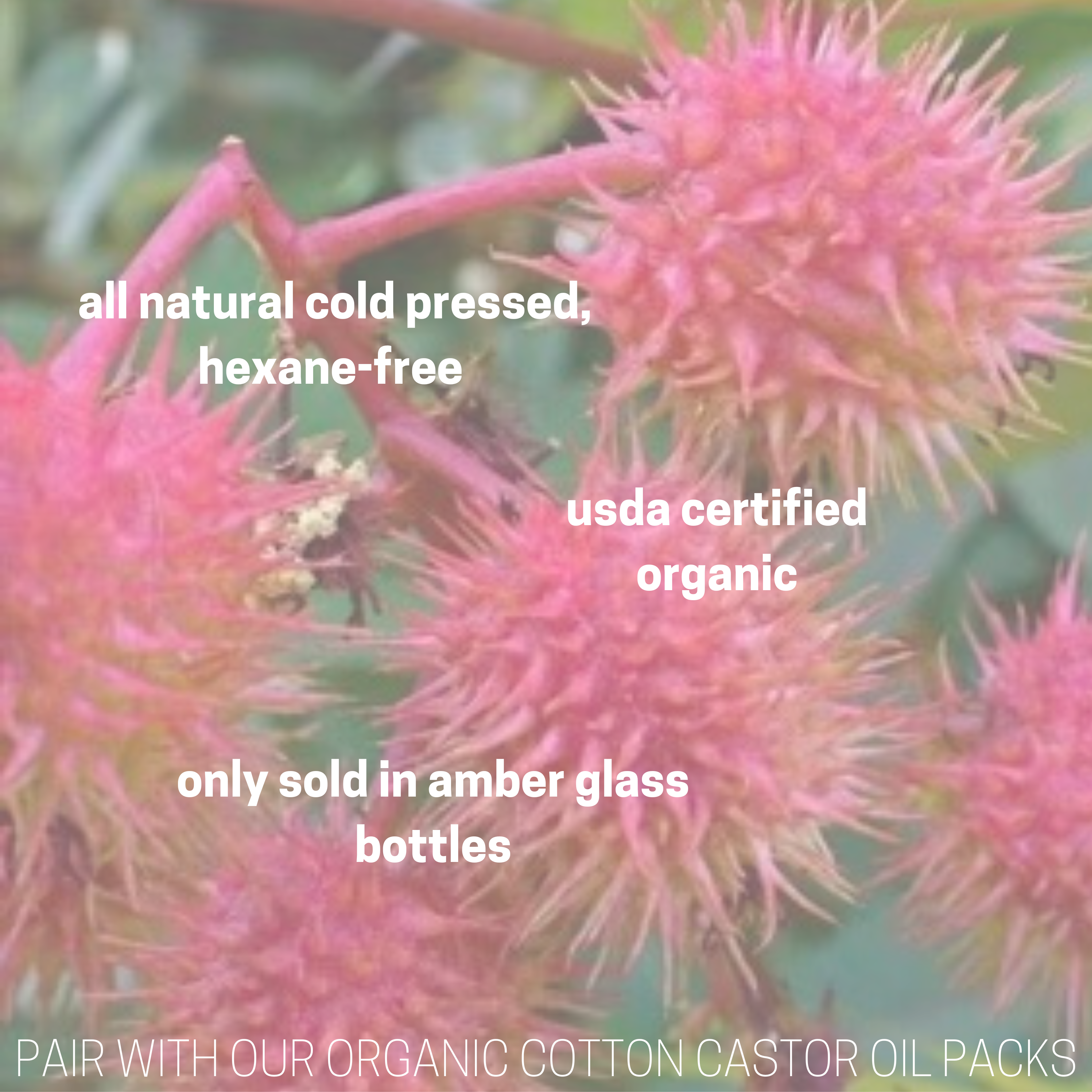 Wilde Body Wellness - Wholesale Bath/Body Oil - USDA Organic Castor Oil in Glass Bottle2