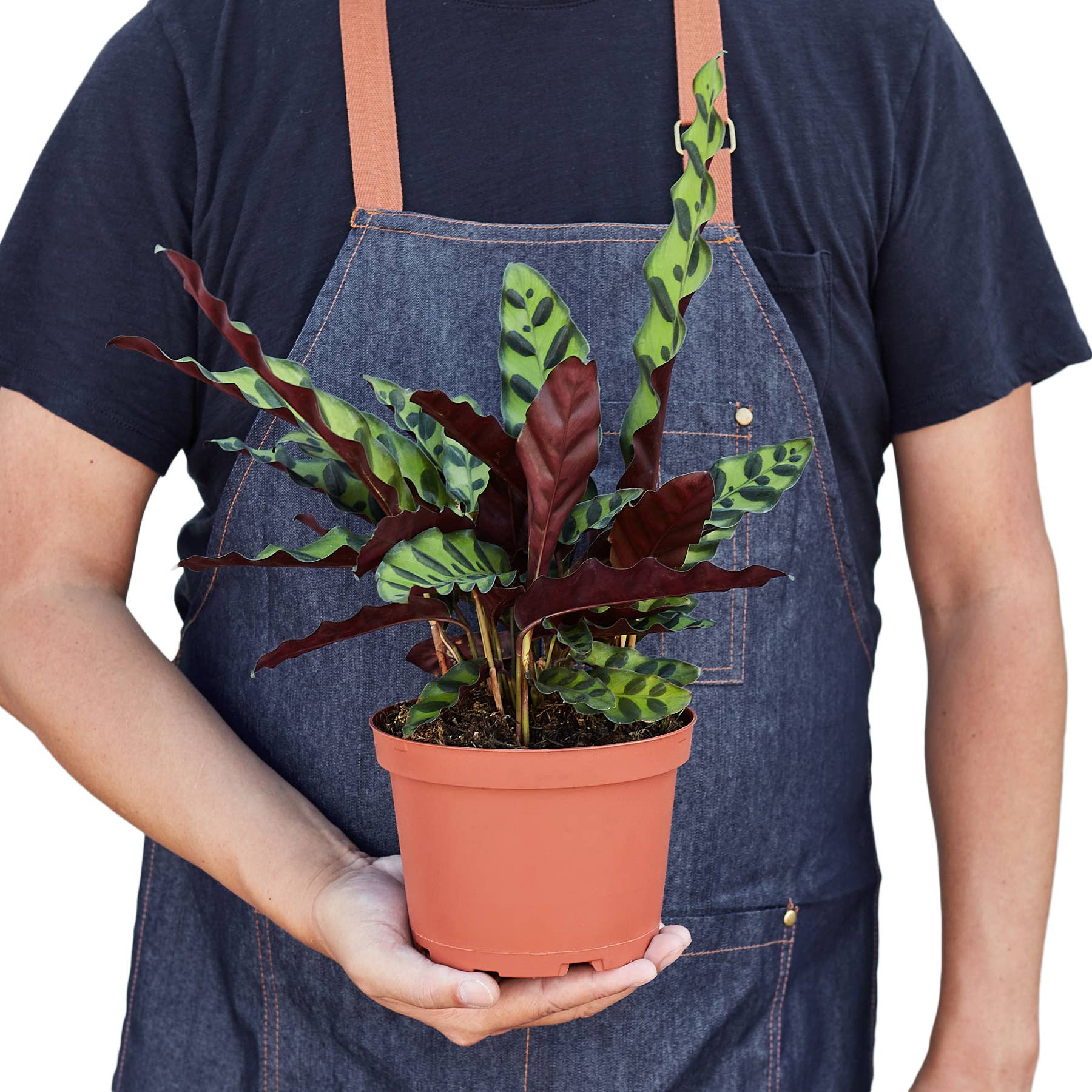 House Plant Wholesale - Wholesale Live Plant - CALATHEA RATTLESNAKE 6-inch1