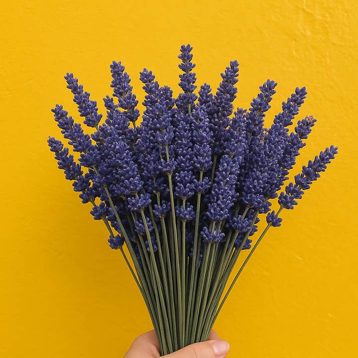 English Lavender - Fresh Cut Flowers - Grown In USA for wholesale by Self-Care Shower