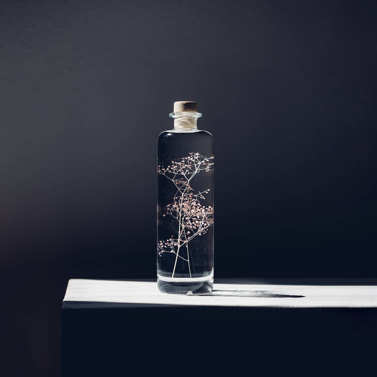 Theophile Berthon - Vente Plante - L'Herbarium Gypsophile rose - plante immergée2