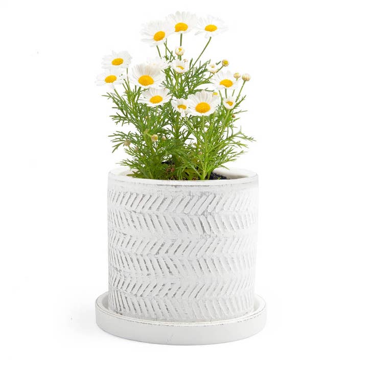 Chive UK - Vente Pot - Balter Pot avec soucoupe pour plantes d'intérieur, cactus, plantes succulentes17