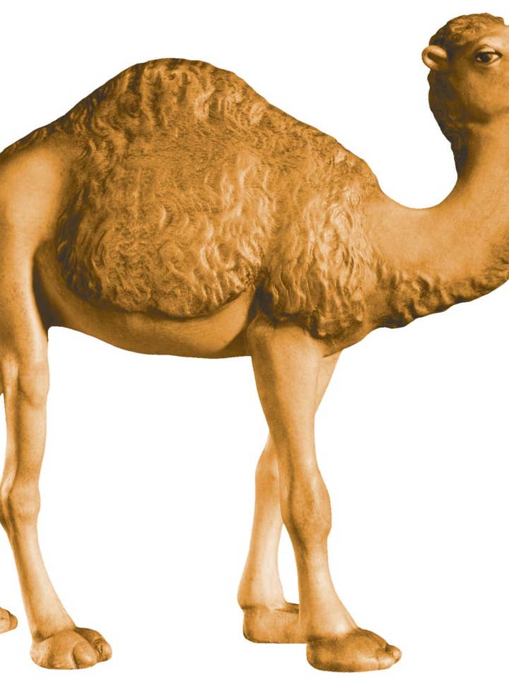 Cammello di legno 5841 per la vendita all'ingrosso da parte di Dolfi
