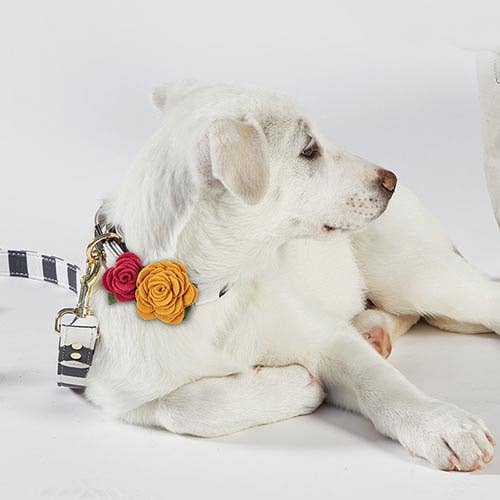 Santa Barbara Design Studio by Creative Brands - Wholesale Pet Collar - Cat/Dog - Medium Pet Collar Flower - Marigold2