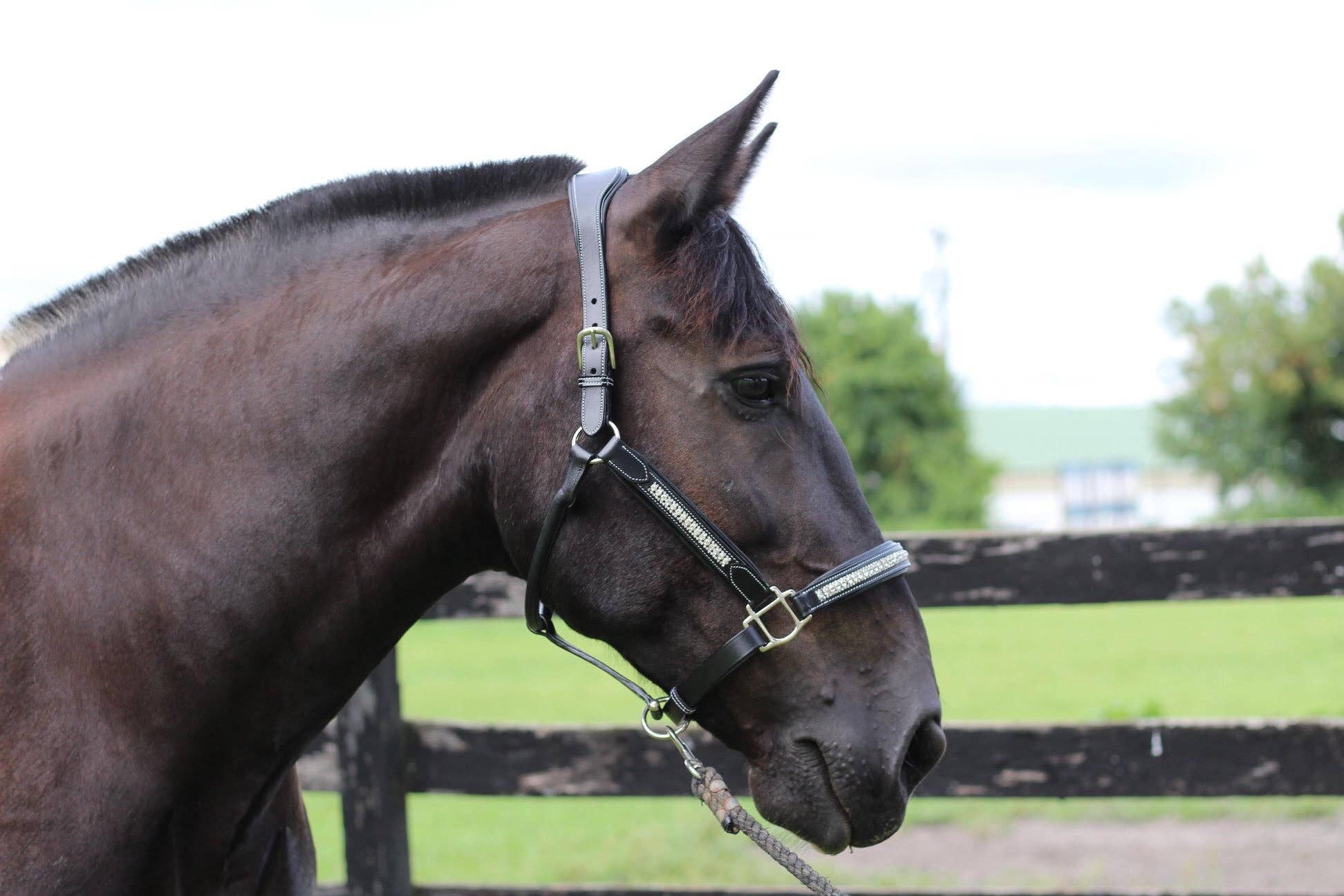 JPC Equestrian - Wholesale Horseback Riding Gear - Henri de Rivel Padded Jewel Halter - Horseback Riding Gear13