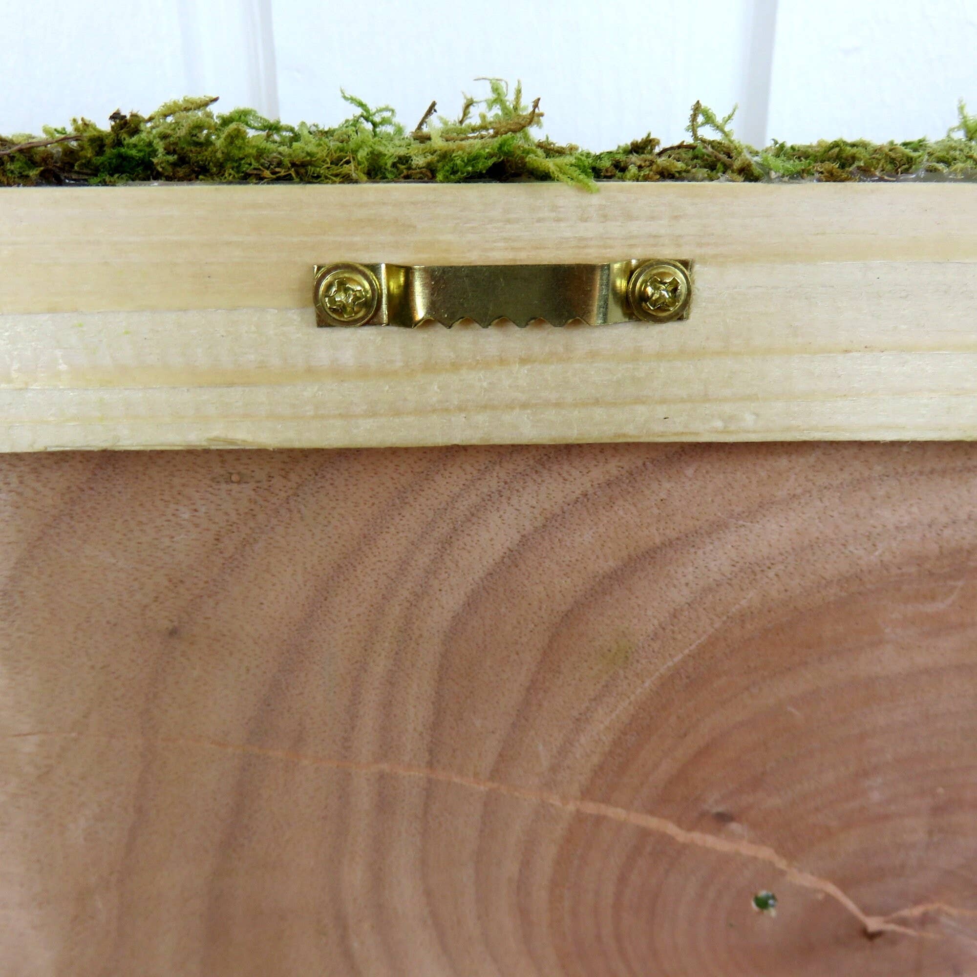 FEATHER KAN GMBH - Venta al por mayor Papel pintado 3D - Musgo, decoración de musgo; decoración del hogar; pared de plantas artísticas6