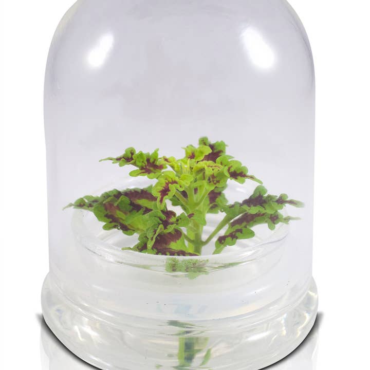 bloomify - Wholesale Live Plant - Coleus (Inky fingers), Floral Terrarium, Great Ornamental Live Plant4