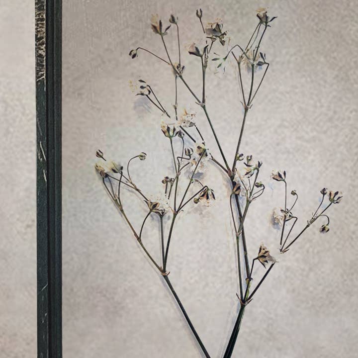 Coultura - Wholesale Dried/Pressed Flowers - Black Antique Pressed Flower Frame: Dried Baby's Breath - Small3