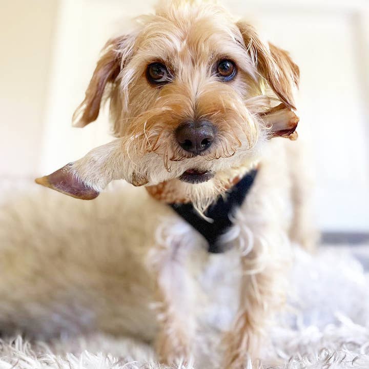 Naked Beasts, Inc. - Wholesale Pet Treats - Dog - Sheep Trotter - Limited Edition2