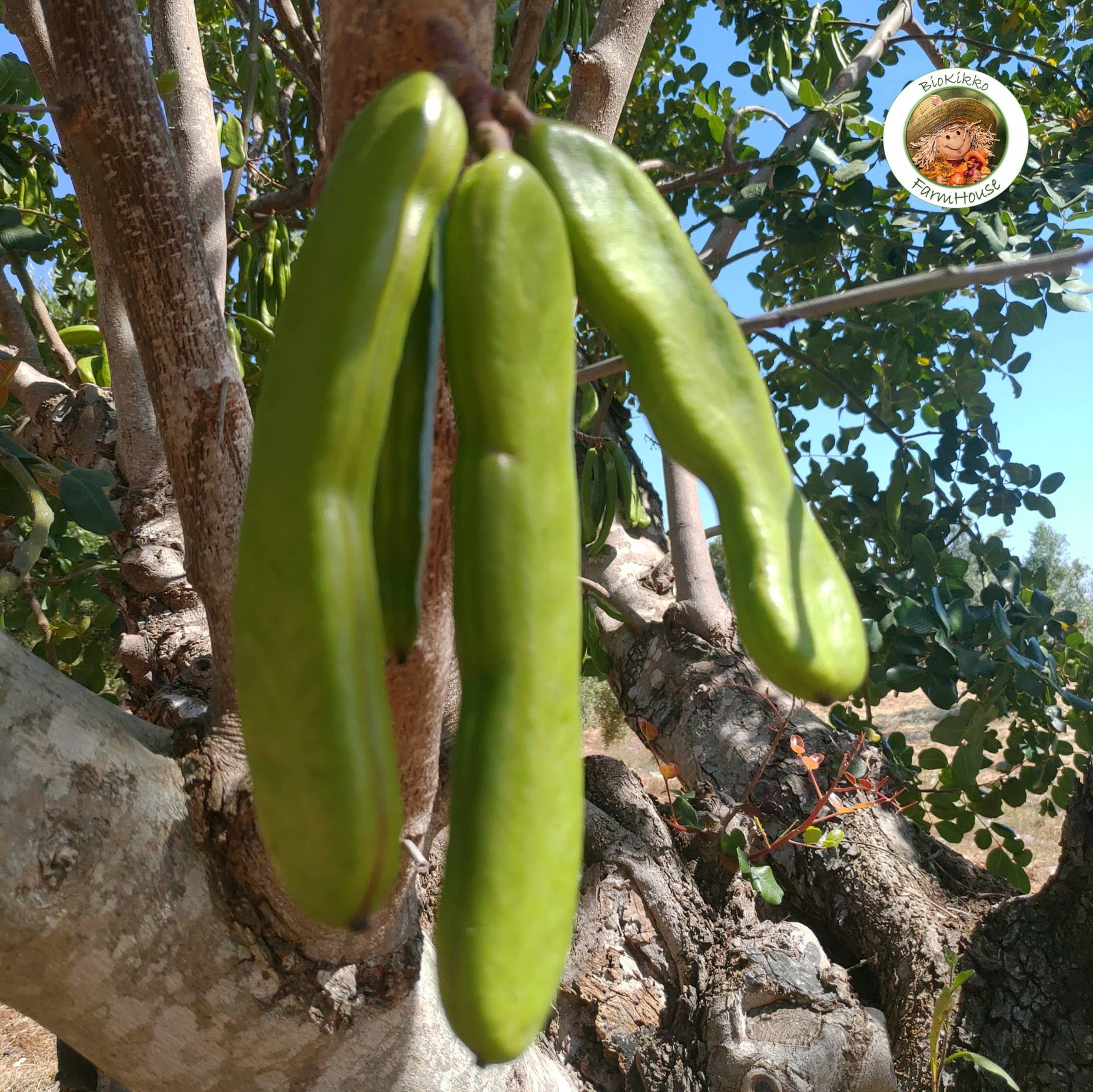 Biokikko Farmhouse - Wholesale Nuts - Selected carobs - I Cat. 2 Kg | Harvest 20252