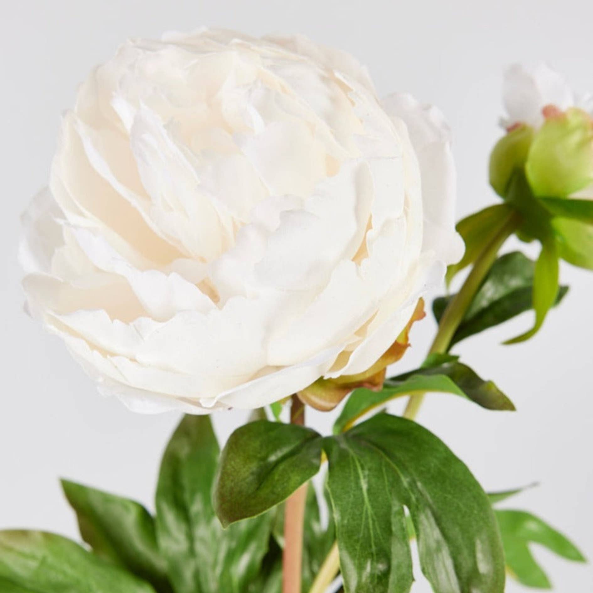 Afloral - Wholesale Artificial Flowers - Real Touch Peony Faux Flower in Cream White - 27"1