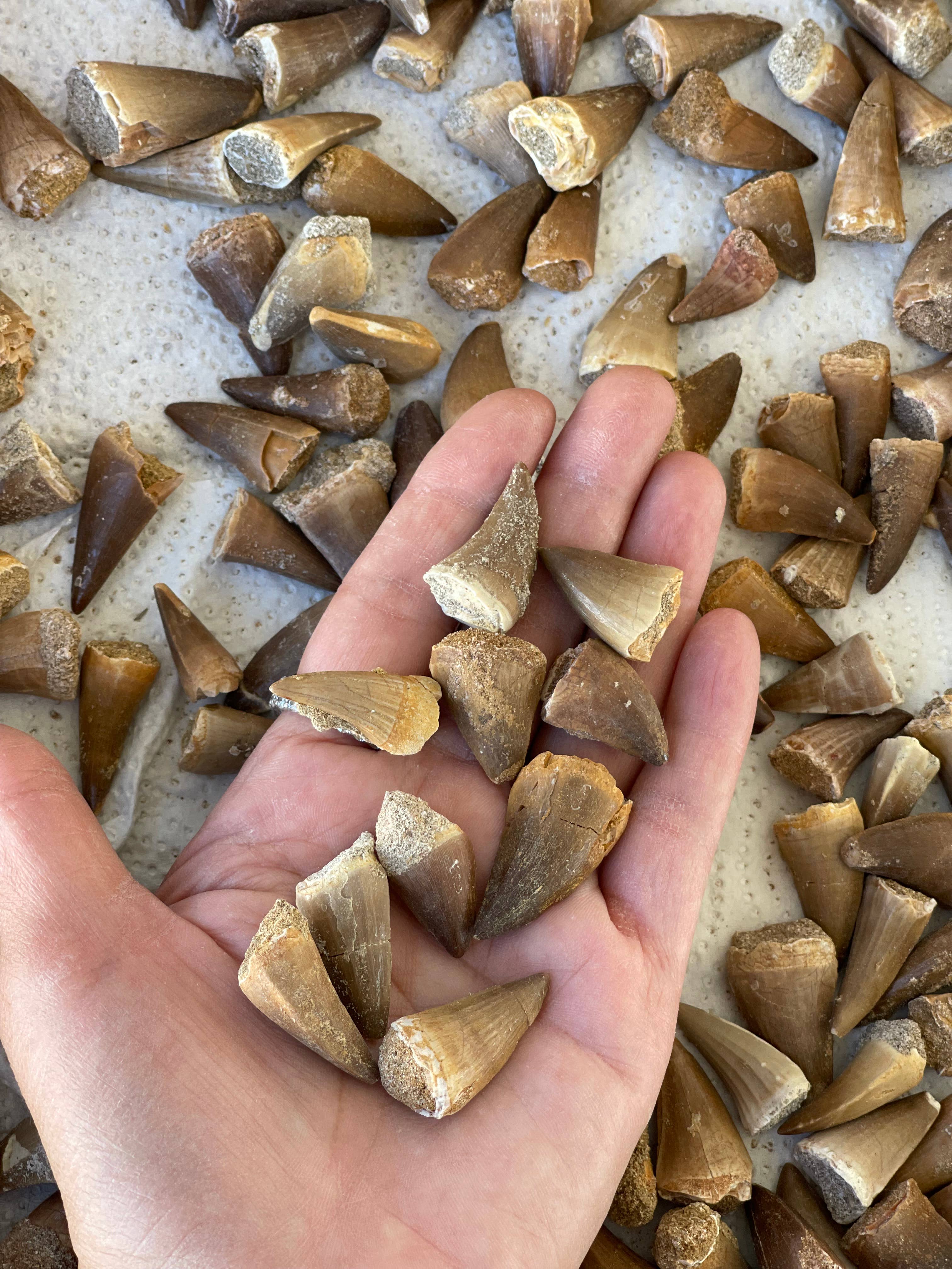 Casablanca Exports – wholesale Andlig sten/kristall – Mosasaurus enkel tand0