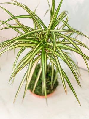 White Stable Farms - Wholesale Live Plant - Dracaena Sun Ray Kokedama (House Plant Wrapped in Moss)1