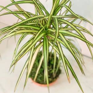 White Stable Farms - Wholesale Live Plant - Dracaena Sun Ray Kokedama (House Plant Wrapped in Moss)1