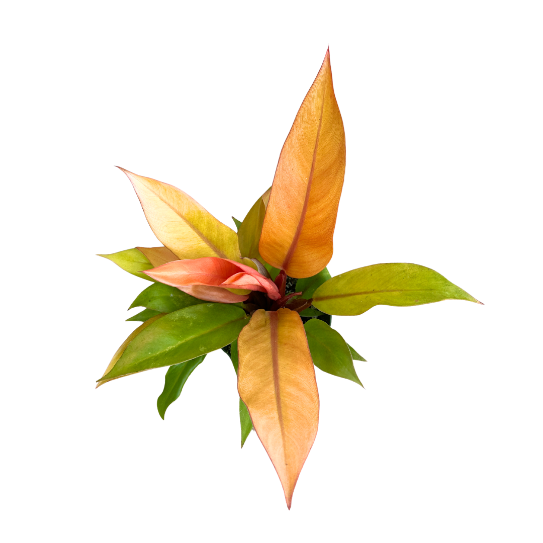 Flow State - Wholesale Live Plant - 4" Philodendron Prince of Orange – Wholesale Live Houseplant2