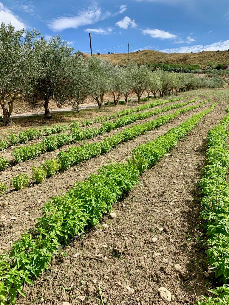 TUDIA Antiche Ricette di Sicilia - Wholesale Pasta Sauce - BOTTLED SAUCE3