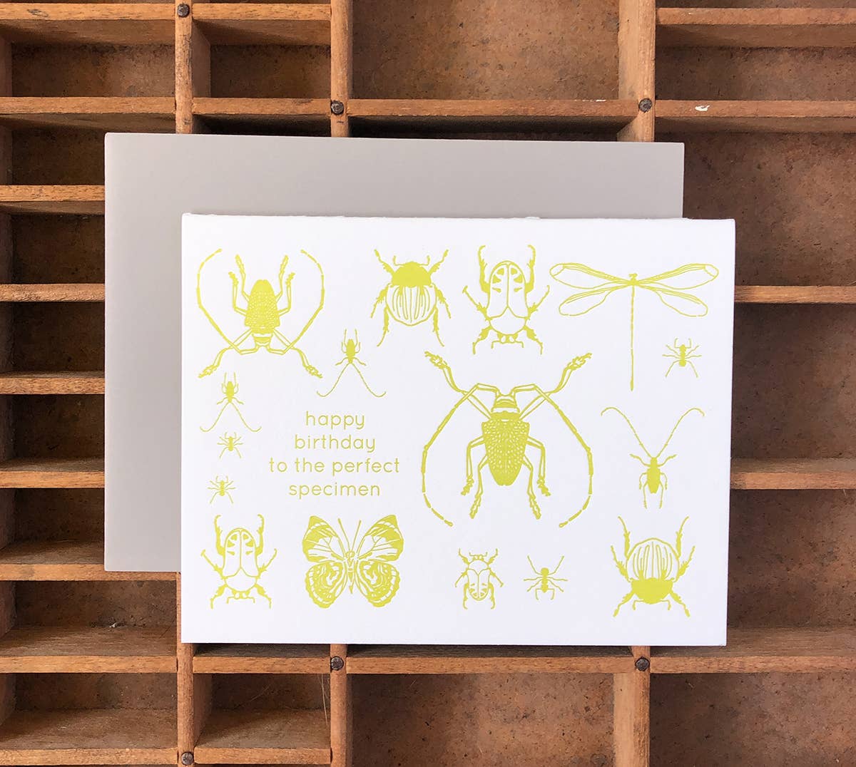 Blackbird Letterpress - Wholesale Birthday Card - insects birthday card2