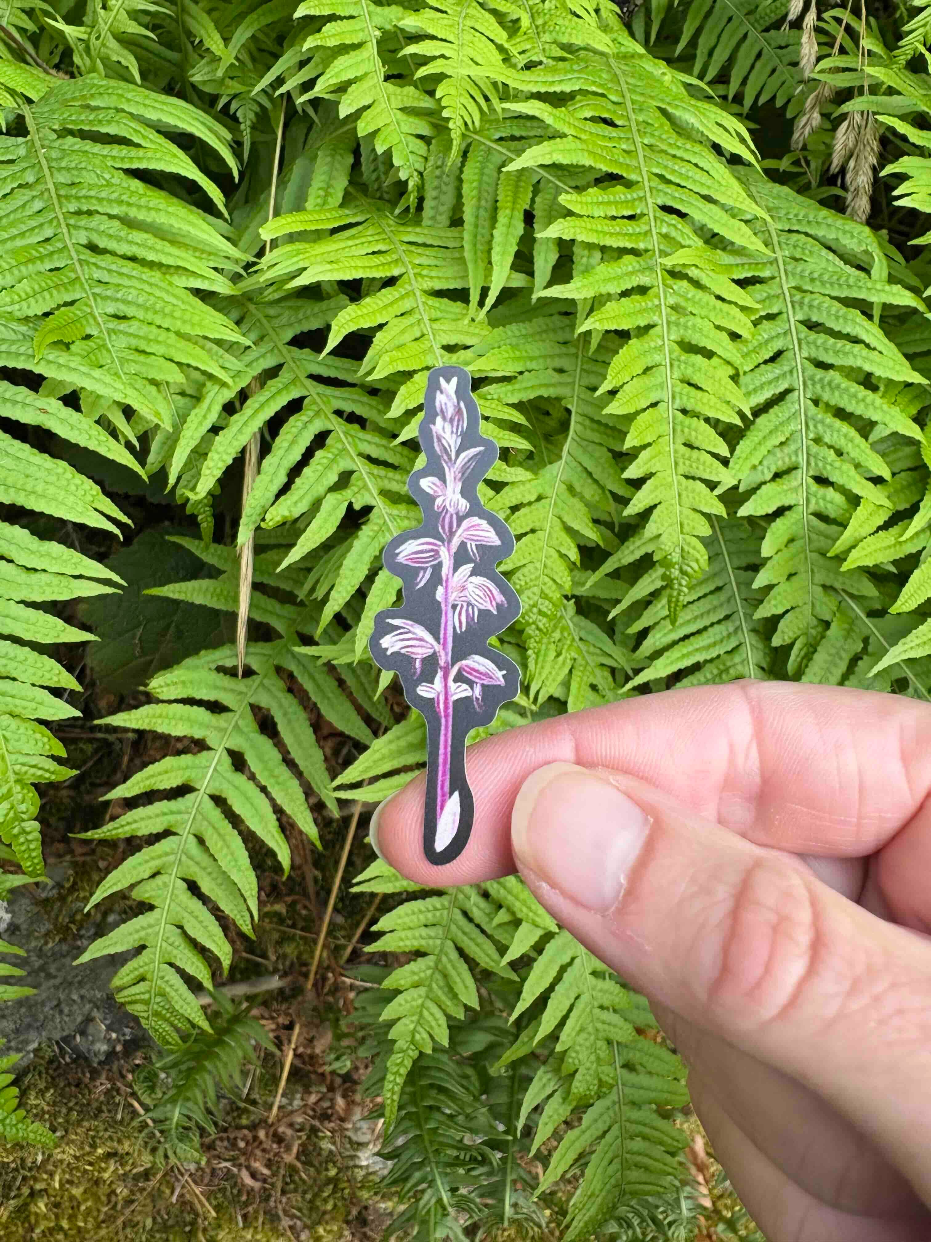 Bekah Zeimetz Art - Wholesale Sticker - Mushrooms & Parasitic Natives of the PNW | Sticker Sheet2