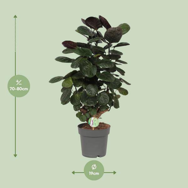 Oasis of Life - Wholesale Live Plant - Fiddle-leaf Aralia – Polyscias Scutellaria Fabian – Houseplant – Ø19cm – ↕60cm – elegant exotic green plant for living room & office1