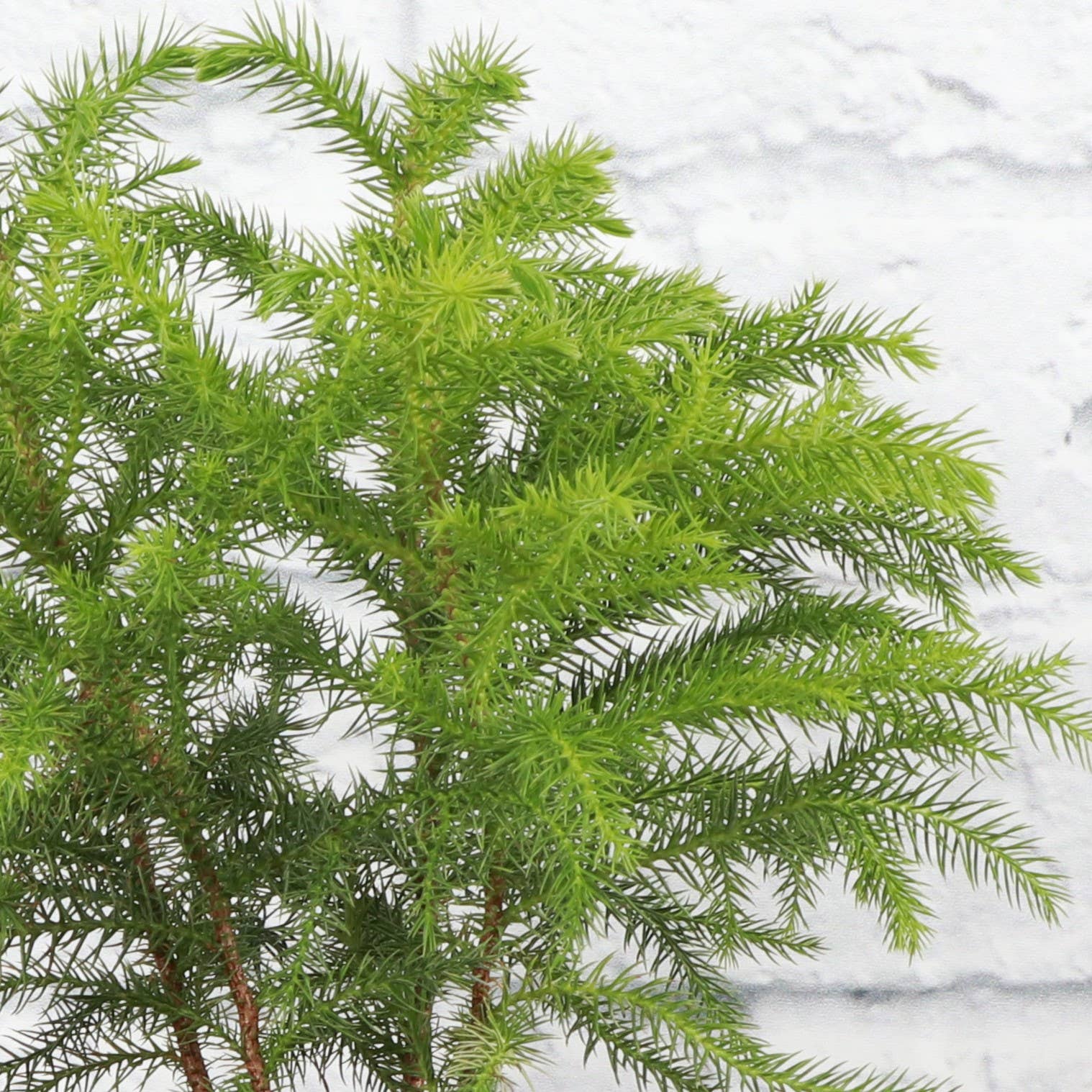 Thorsen's Greenhouse - Wholesale Live Plant - Norfolk Island Pine -  Live Plant3