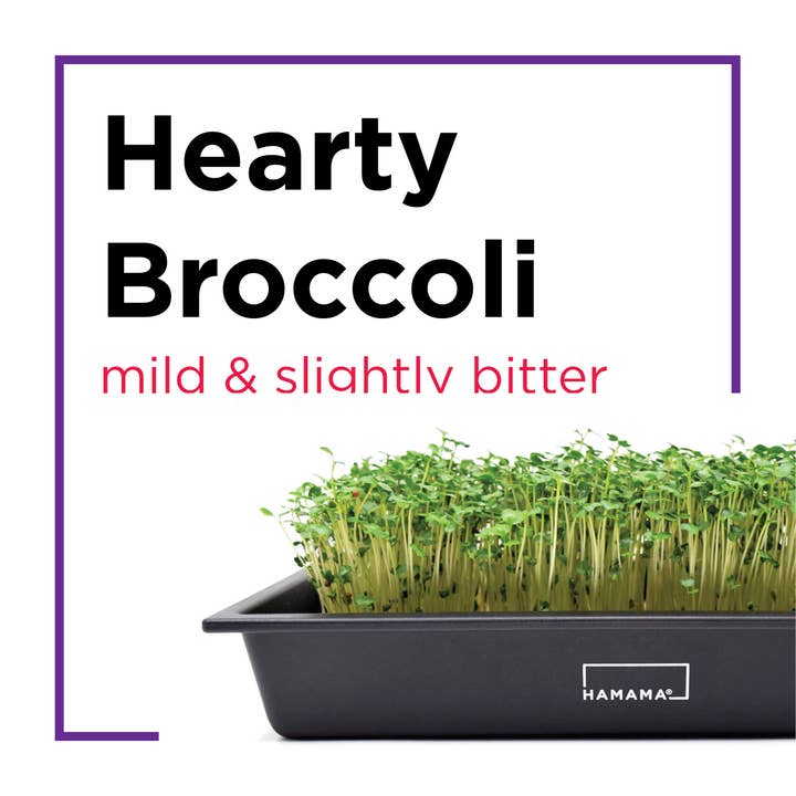 Hamama - Wholesale Plant Seeds - Seed Quilts1