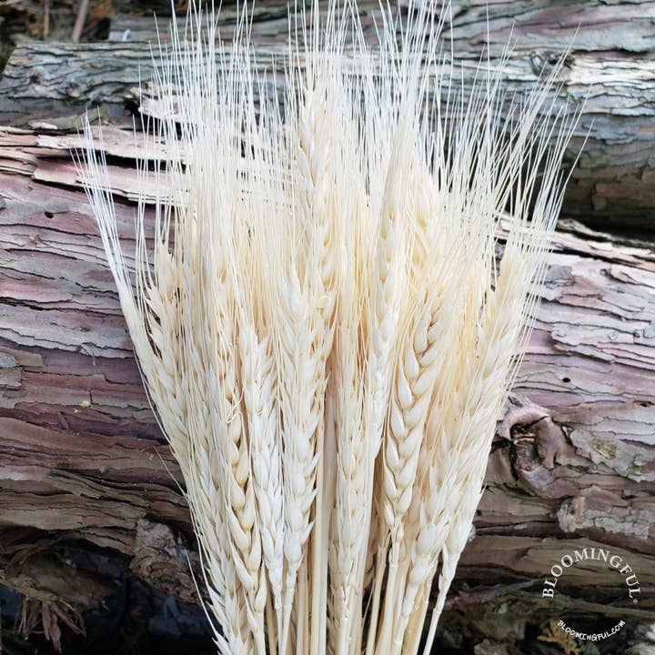 Dried Wheat, 50stems - Ivory, Cream (016) for wholesale by BLOOMINGFUL.COM