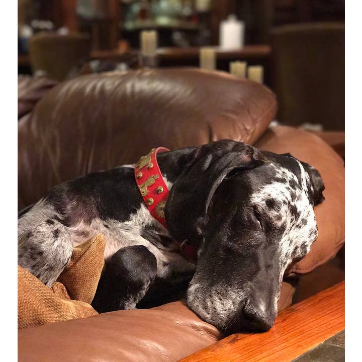 Alpen Schatz – coleira - Cão por atacado – 1 Coleira Grande para Cão Tradicional Suíço de 3/4"7