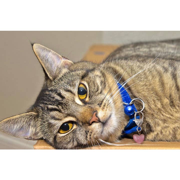 Crystal Pet Love - Wholesale Pet Collar Charm - Cat/Dog - Harmony Rose Quartz Crystal Pet Pendant for Holistic Support