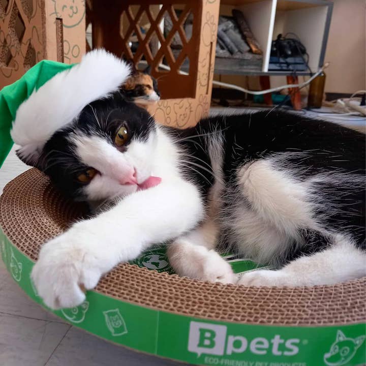 Designer Pet Products, LLC - Vendita all'ingrosso Tiragraffi - Gatti - Grazziapad per Gatti Rotondo – Confezione da 30 Pezzi Resistente13