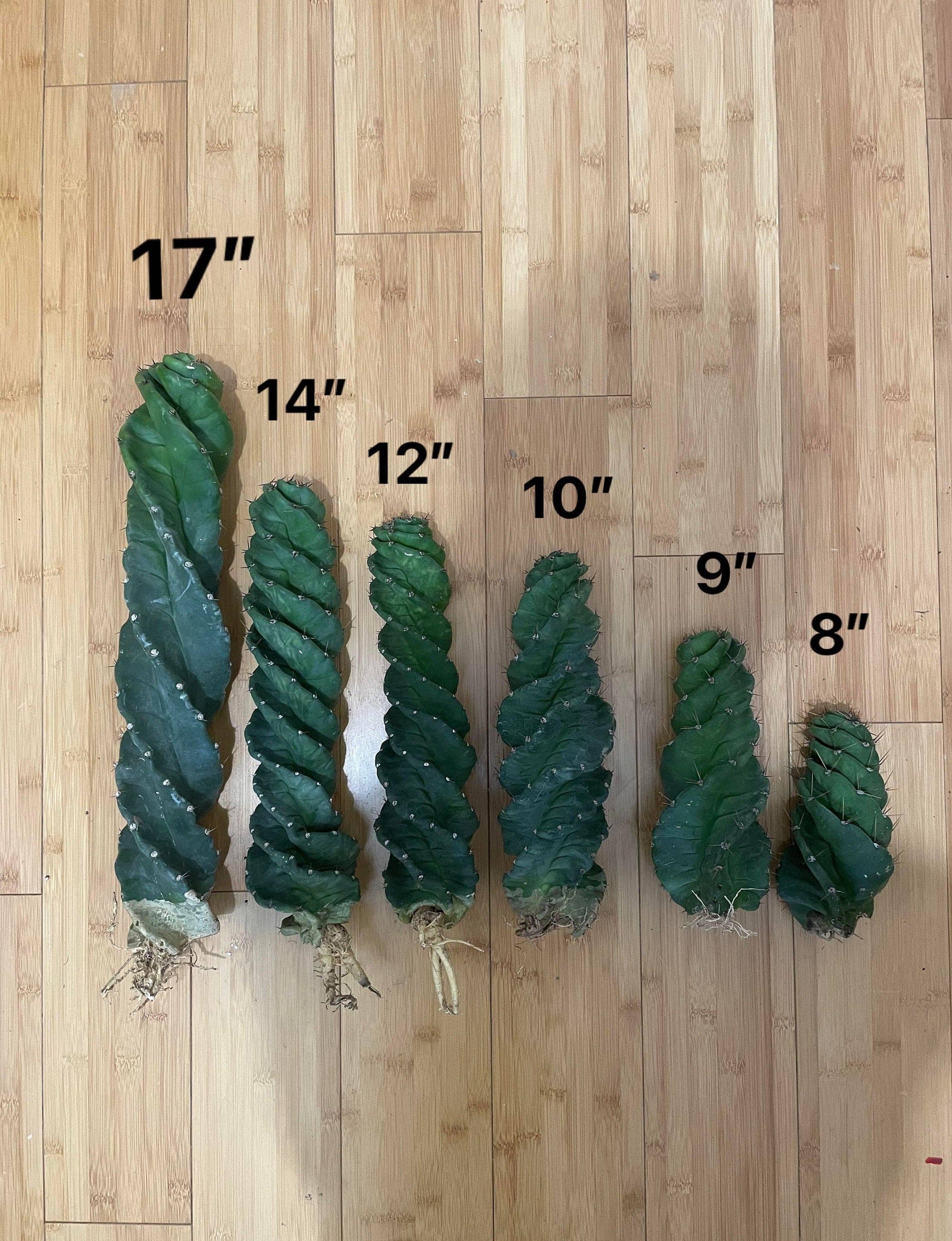 Grow Margo - Wholesale Succulent - Spiral Cactus  - Cereus forbesii 'Spiralis' - Twisted Rare8