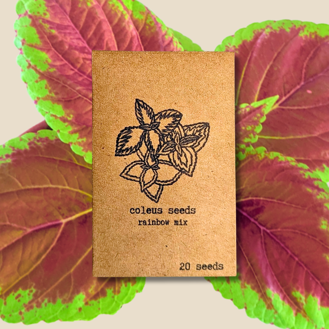 Plantflix - Vente Graines de plantes - Graines de plantes d'intérieur et de plantes tropicales17