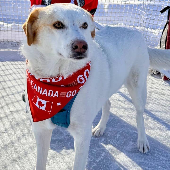 Go Canada Go Bandana for wholesale by Rocky Mountain Dog