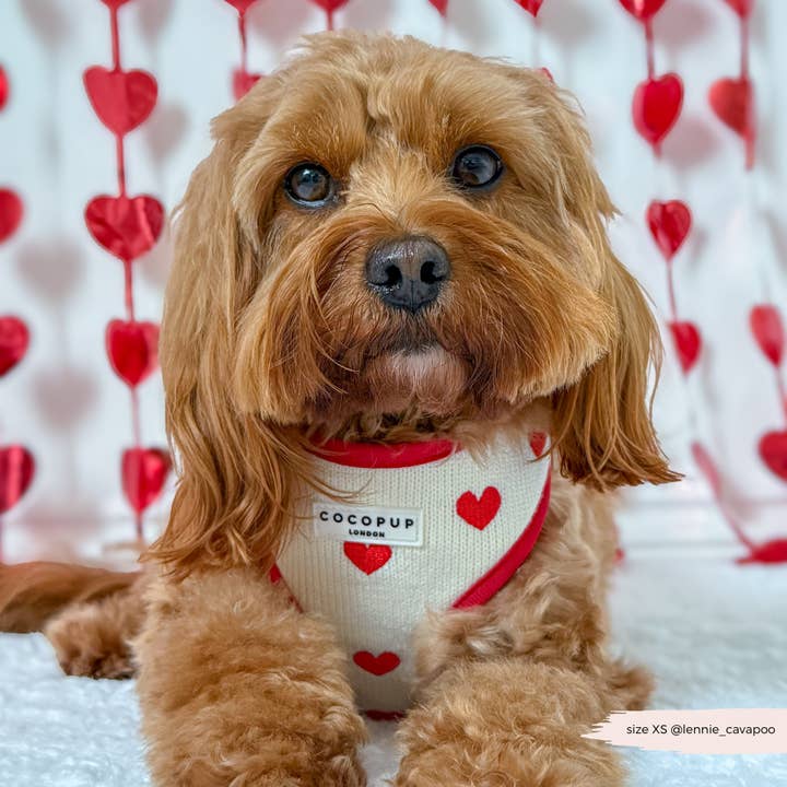 Cocopup London - Wholesale Pet harness – Dog - Hugs & Knitted Adjustable Neck Harness12