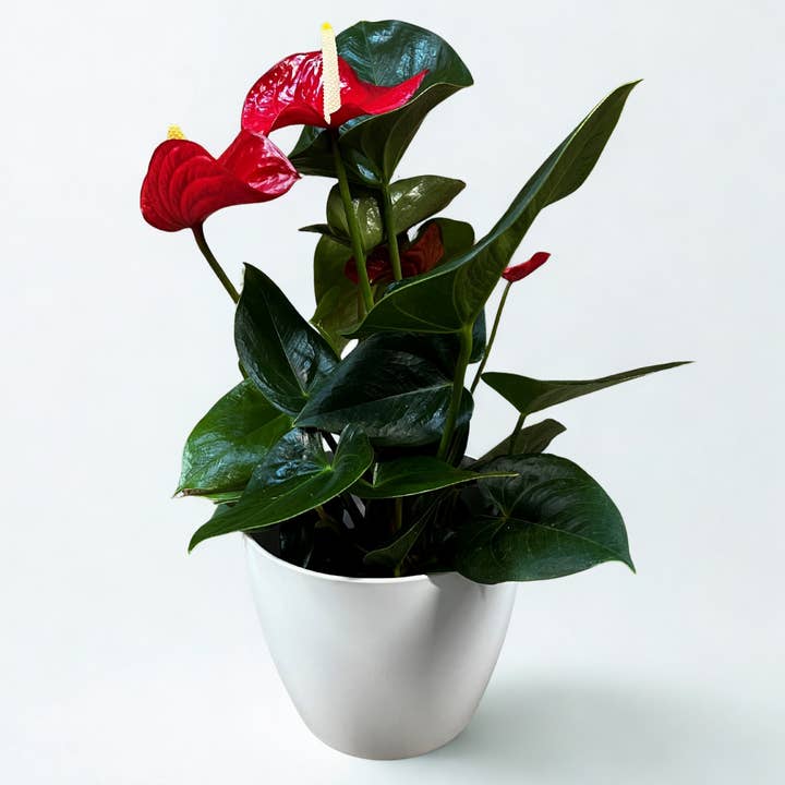 8" Cylinder Planter - Sustainable Recycled Materials for wholesale by IGS