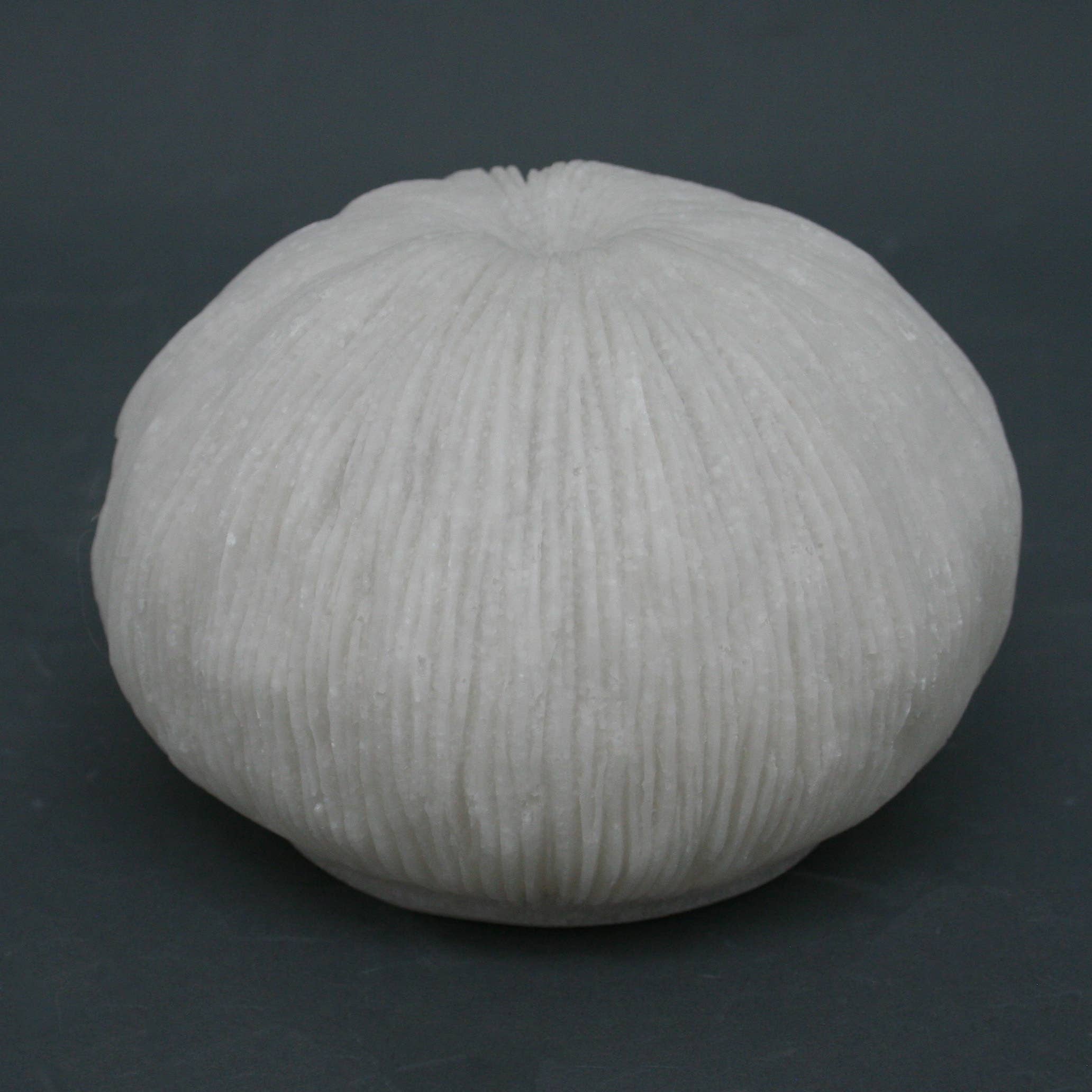 Modern Coastal by Contrast Inc. - Wholesale Accent/Desk Lamp - Sandstone Mushroom Coral Light Box1