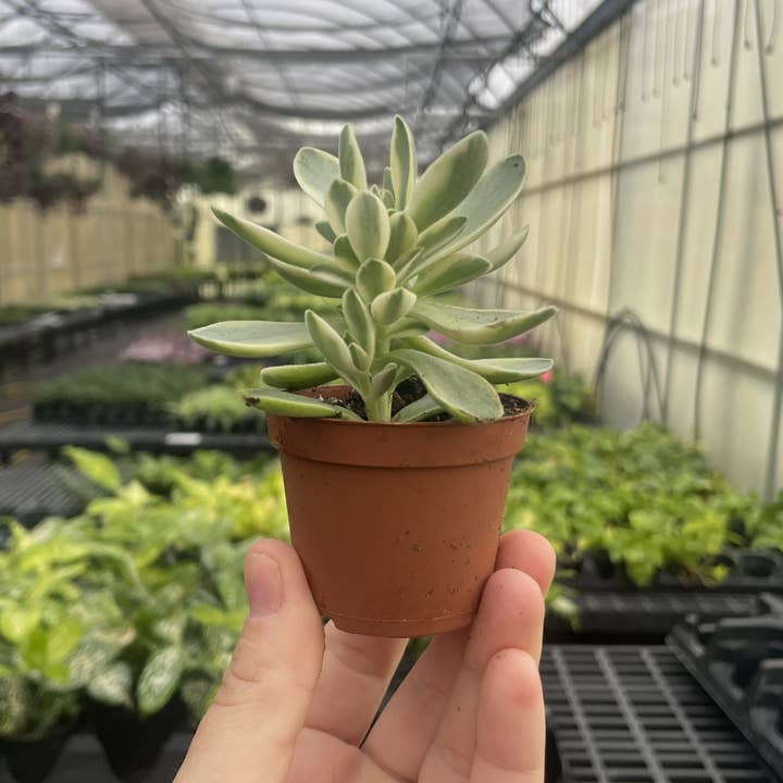 Thorsen's Greenhouse - Wholesale Succulent - Variegated 'Money Maker' Jade Plant - 2" Live Plant3