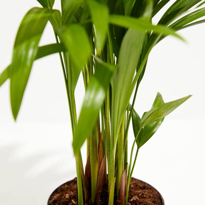 Lively Root - Wholesale Live Plant - Areca Palm Indoor Tree50