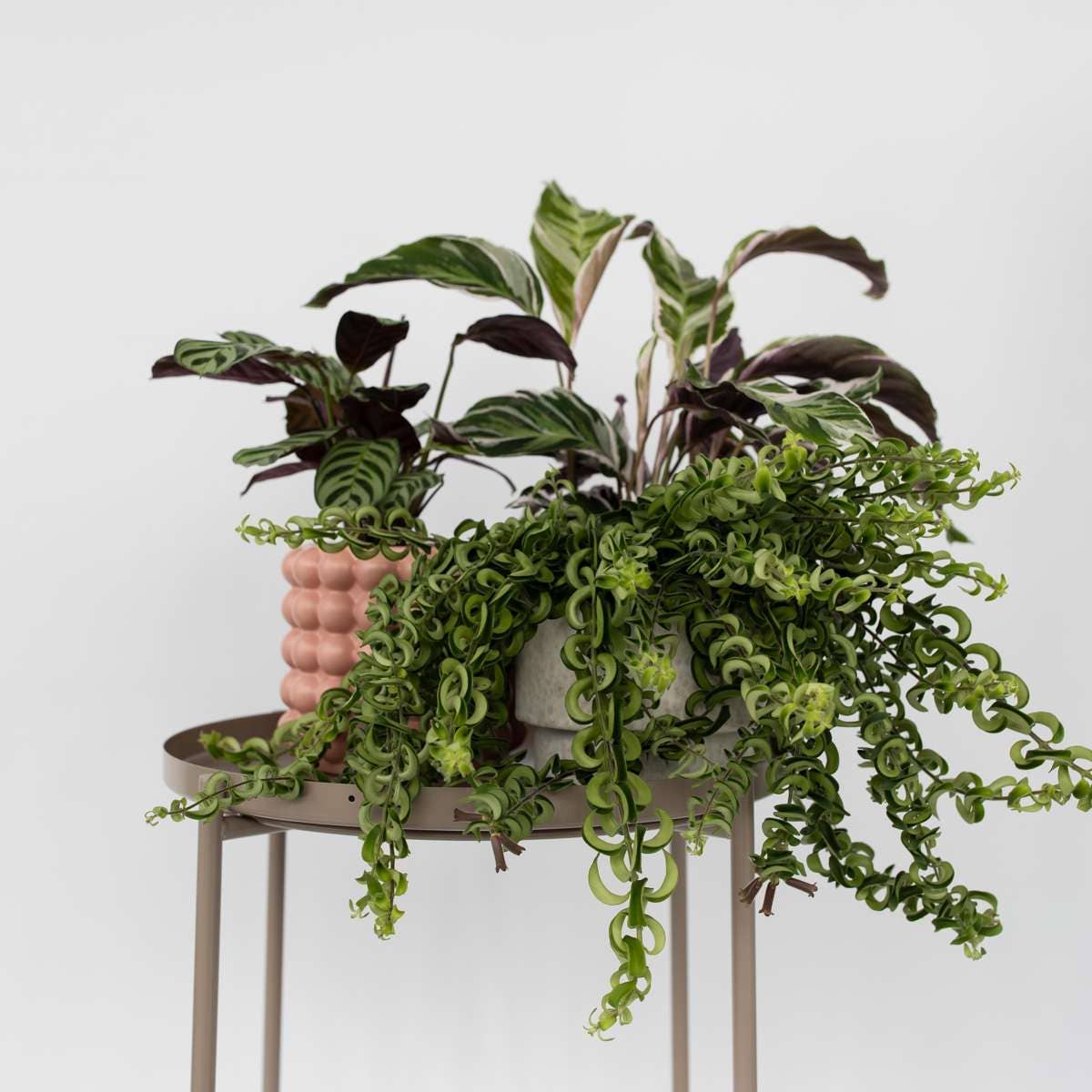 Oasis of Life – wholesale Levande växt – Läppstiftsväxt – Aeschynanthus Pulcher "Twister" – Tropisk hängväxt med röda blommor – Höjd 20–30 cm – Ø15 cm – Lättskött krukväxt & blickfång för ljusa rum8