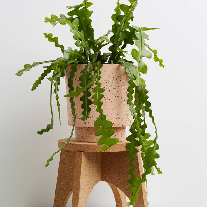 Capra Designs - Venta al por mayor Macetas - Terrazo Banjo Maceta - Terrazo Sal0