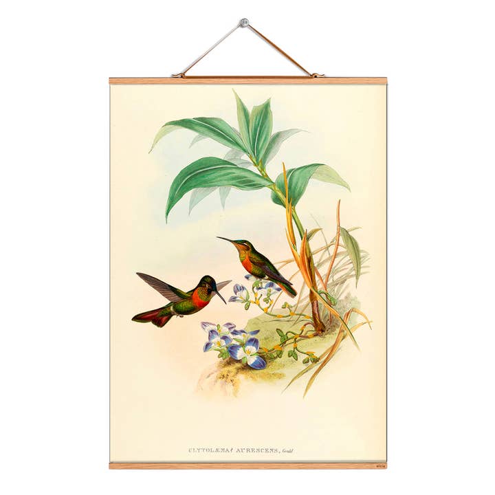 Scroll illustration # 047/birds/brilliant hummingbird for wholesale by Eicie