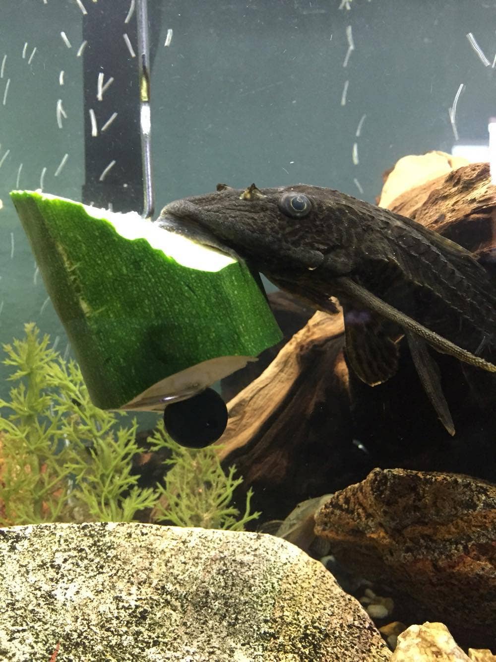 The Pleco Feeder - Wholesale Pet Food - Not Cat/Dog - The Pleco Feeder - CUSTOMER FAVORITE fish/aquarium/pet shops6