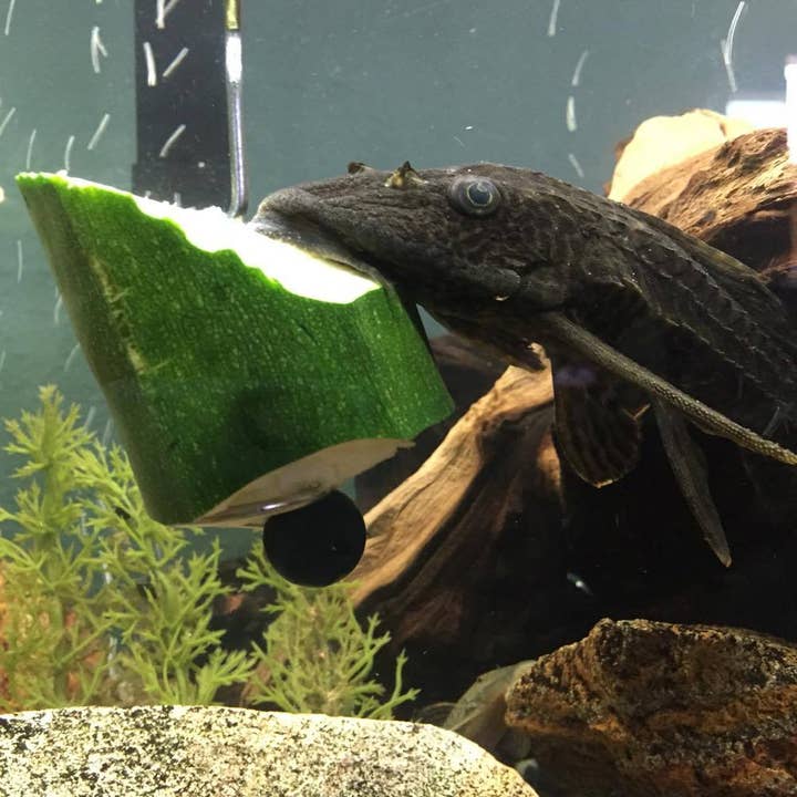 The Pleco Feeder - Wholesale Pet Food - Not Cat/Dog - The Pleco Feeder - CUSTOMER FAVORITE fish/aquarium/pet shops7