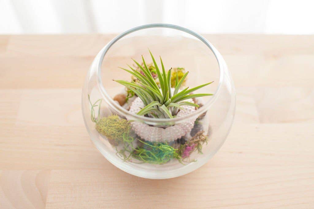 The Simply Crafty Shop - Wholesale Terrarium - Coastal Air Plant Terrarium Kit4