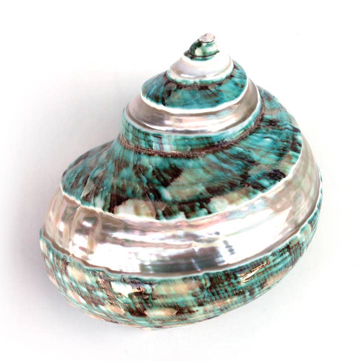 Green Banded Turbo Seashells 3-3.5" for wholesale by California Seashell Company