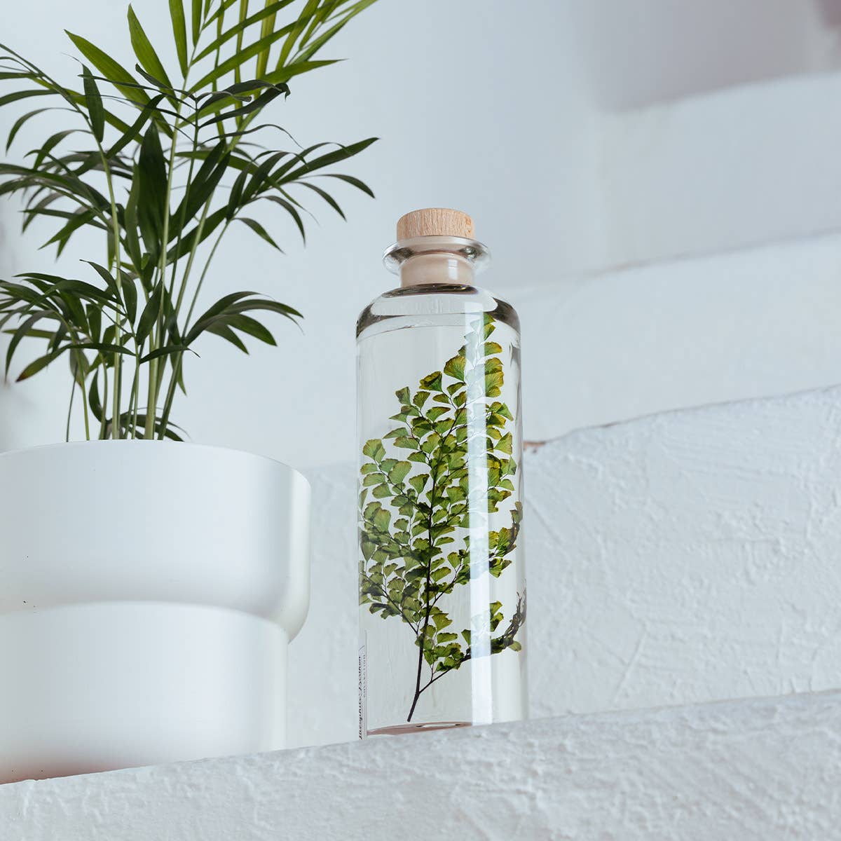 Theophile Berthon - Wholesale Live Plant - Herbarium Fern Luthi submerged plant8