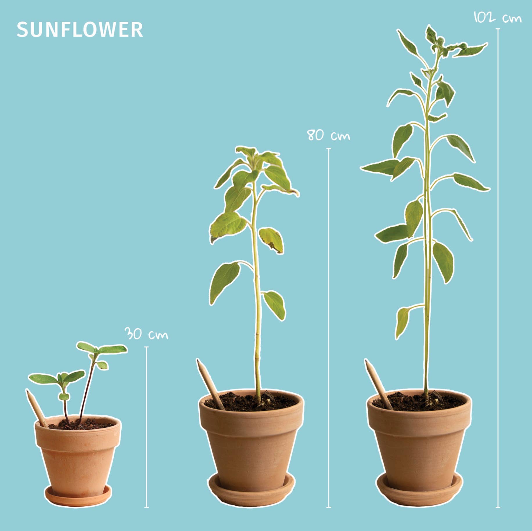 BLOOM your message - Wholesale Plant Seeds - Set of 100 plantable growing pencils incl display box3