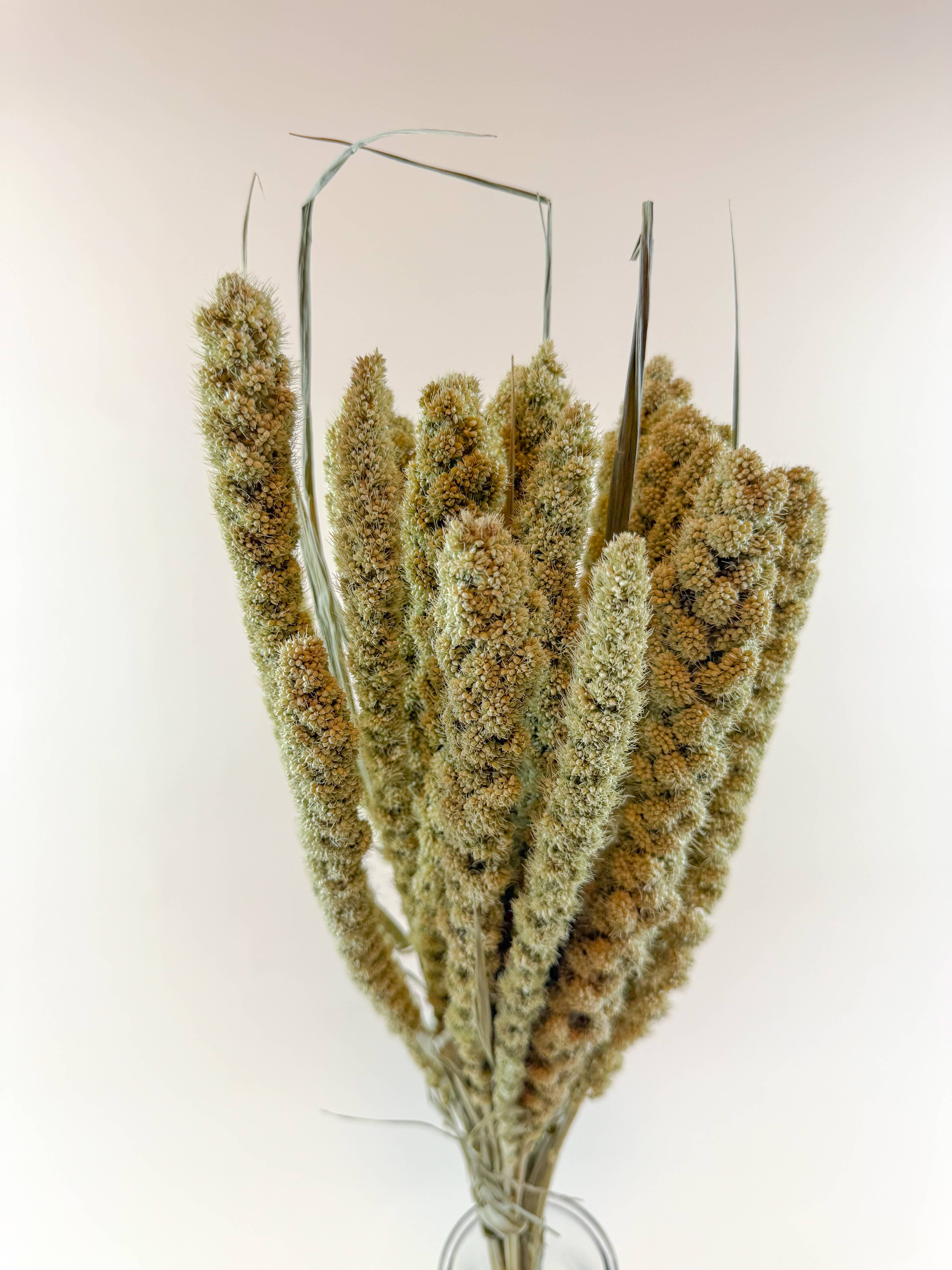 Lovejoy Farms Premium Dried Flowers - Wholesale Dried/Pressed Flowers - Spray Millet – Full Bunch with Golden Green Seed Pods2
