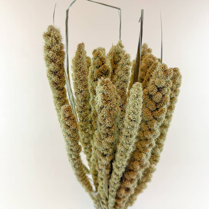 Lovejoy Farms Premium Dried Flowers - Wholesale Dried/Pressed Flowers - Spray Millet – Full Bunch with Golden Green Seed Pods2
