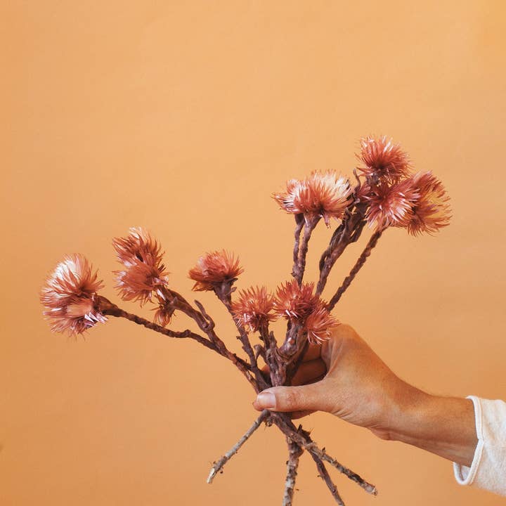 Idlewild Floral Co. - Wholesale Dried/Pressed Flowers - Preserved Mauve Silver Daisy