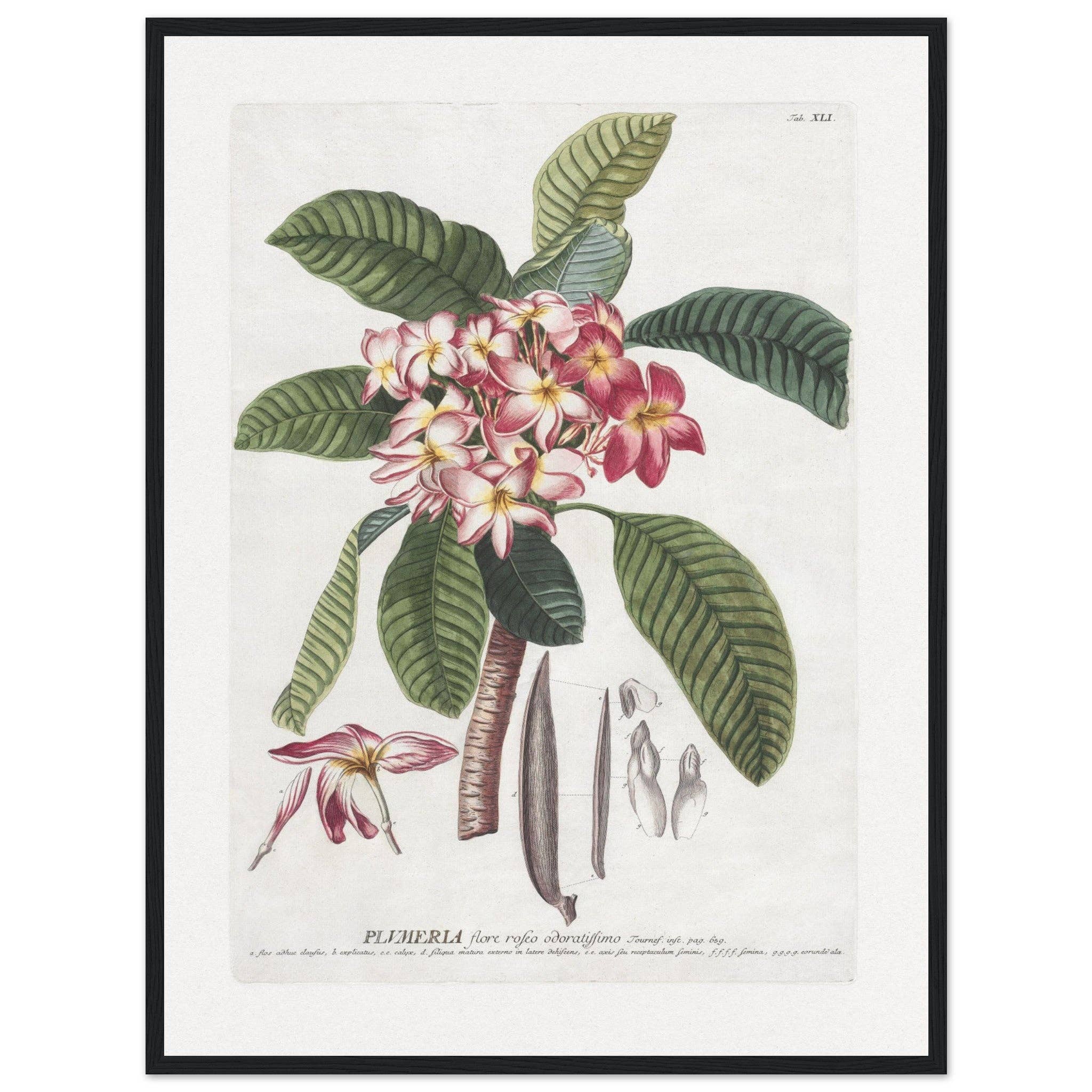 Maison de Paloma - Vendita all'ingrosso Stampa artistica - Plumeria24